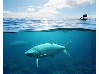 北海道のサケ養殖場。AIカメラが魚の健康状態を監視している